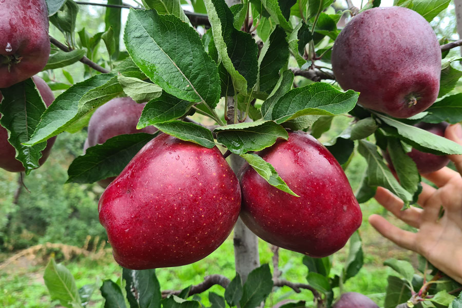 King® Roat Red Delicious